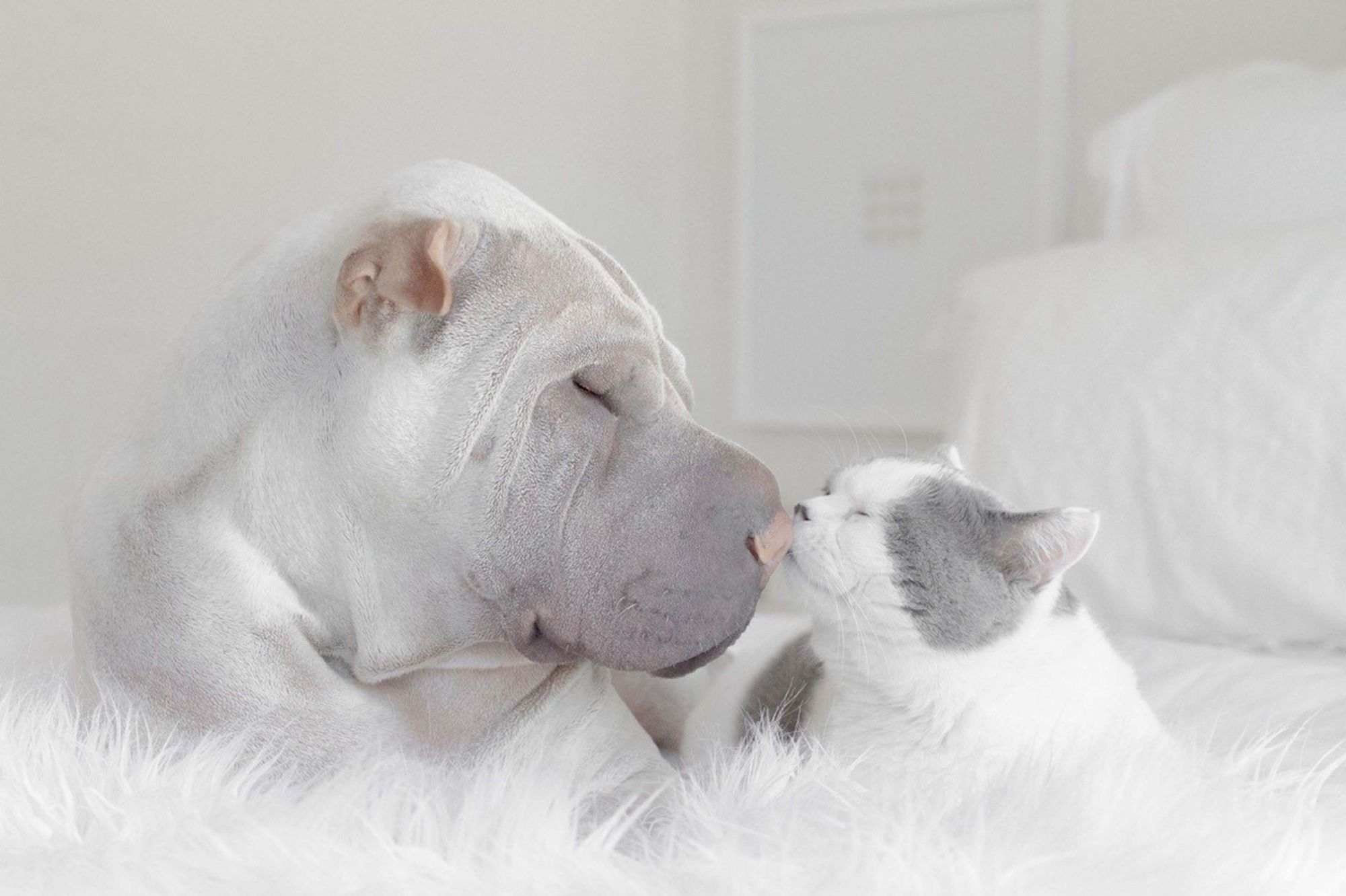 Paddington Le Shar Pei Et Butler Le Chaton Ils S Entendent Comme Chien Et Chat