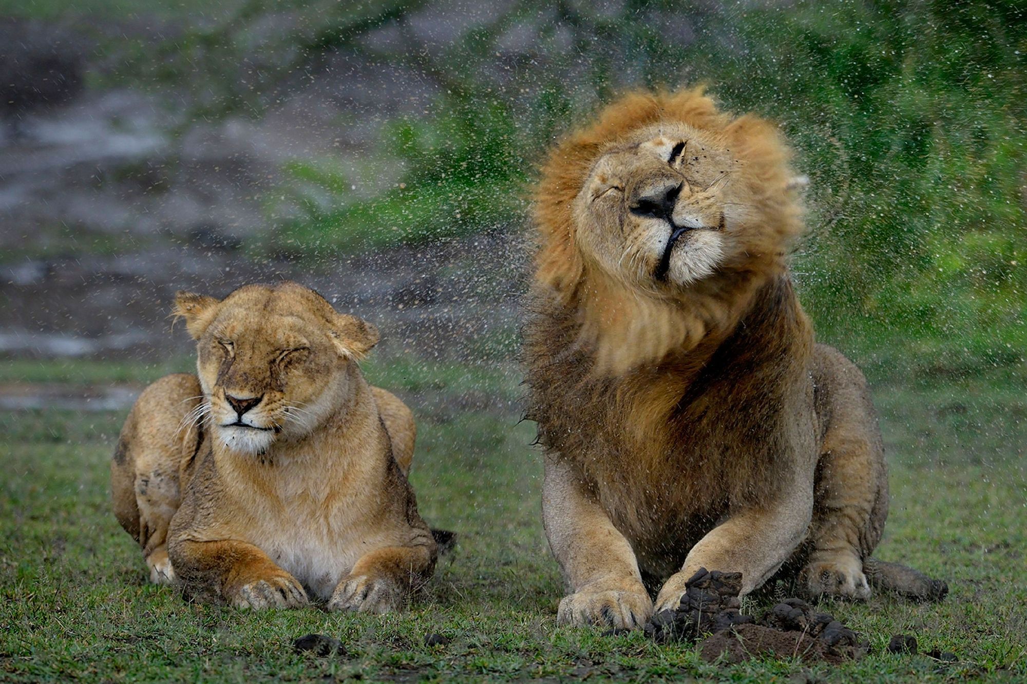 En Tanzanie Le Lion Se Debarrasse De La Pluie Sans Egard Pour La Lionne