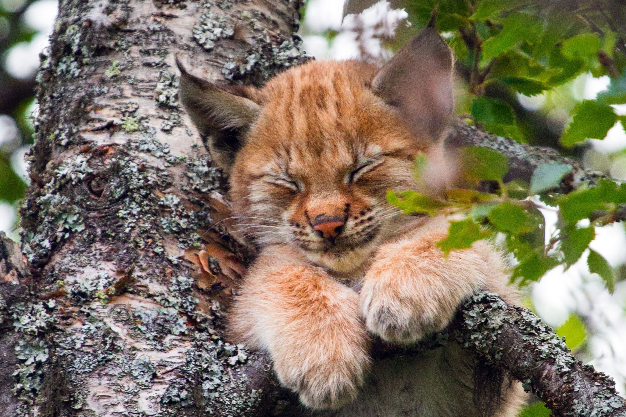 Premiere Sieste Dans Les Arbres Pour Le Bebe Lynx