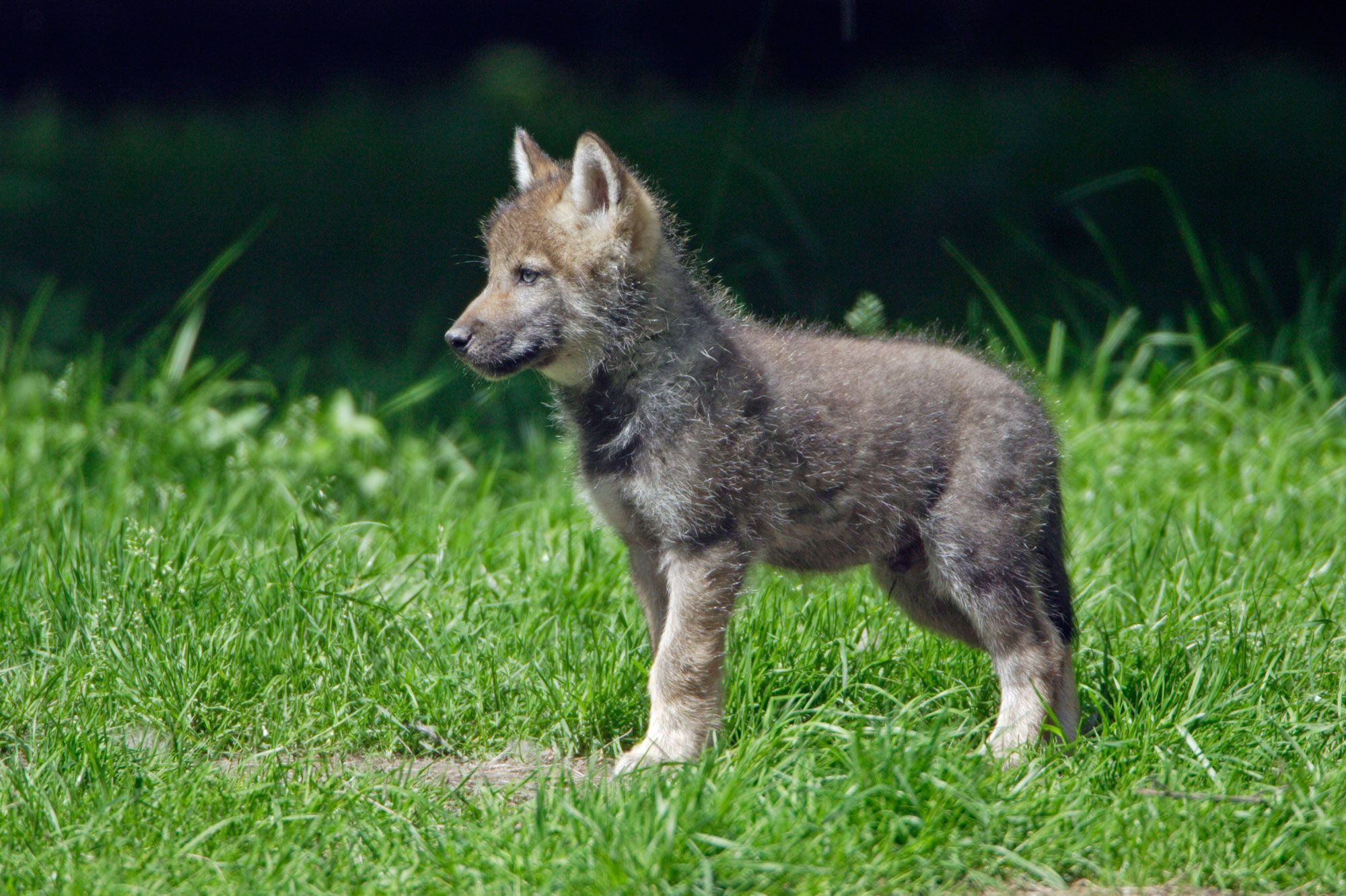 Son Adorable Chiot N Est Pas L Animal Qu Il Croit