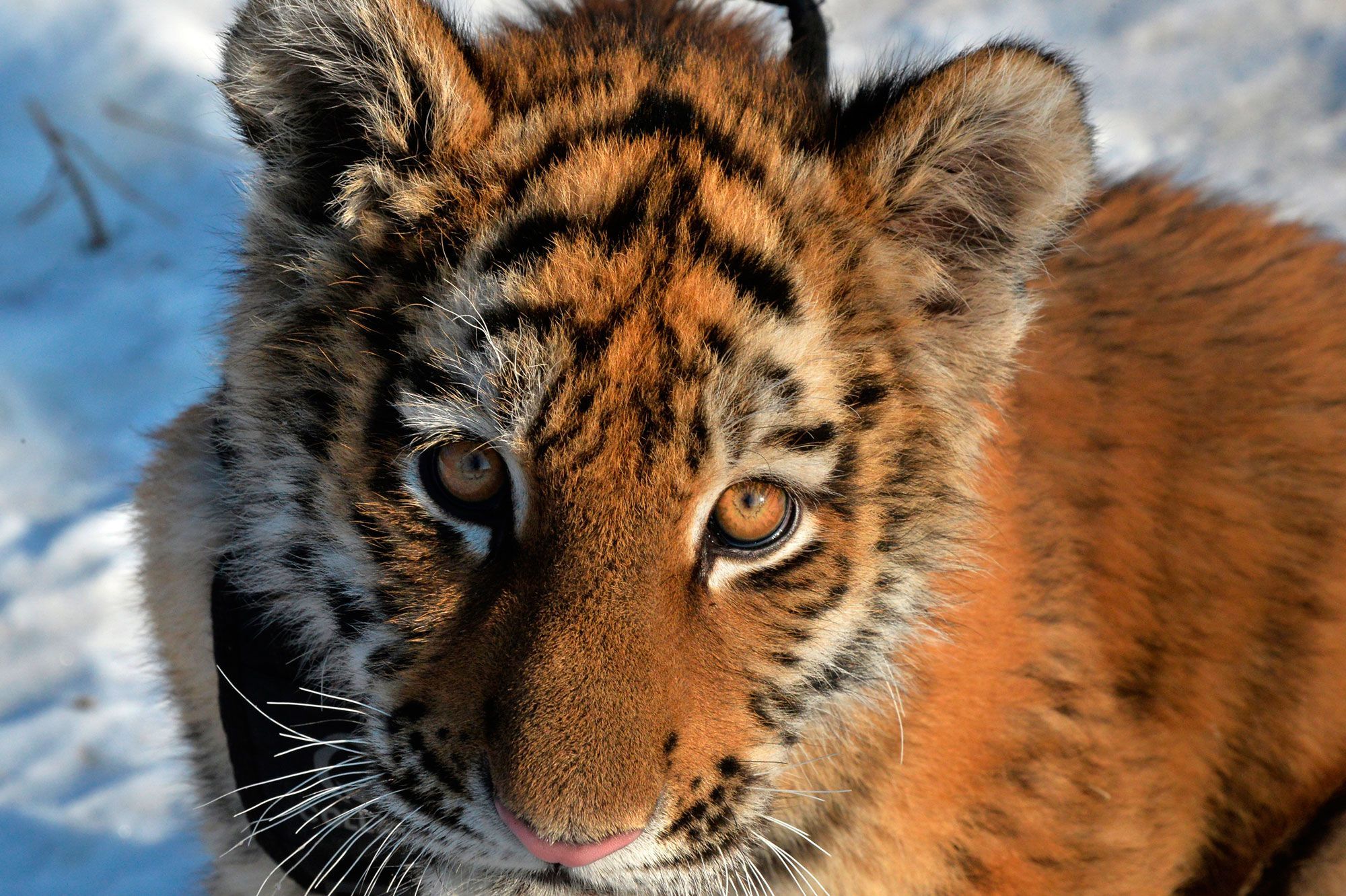 Un Bebe Ligre Ne En Russie