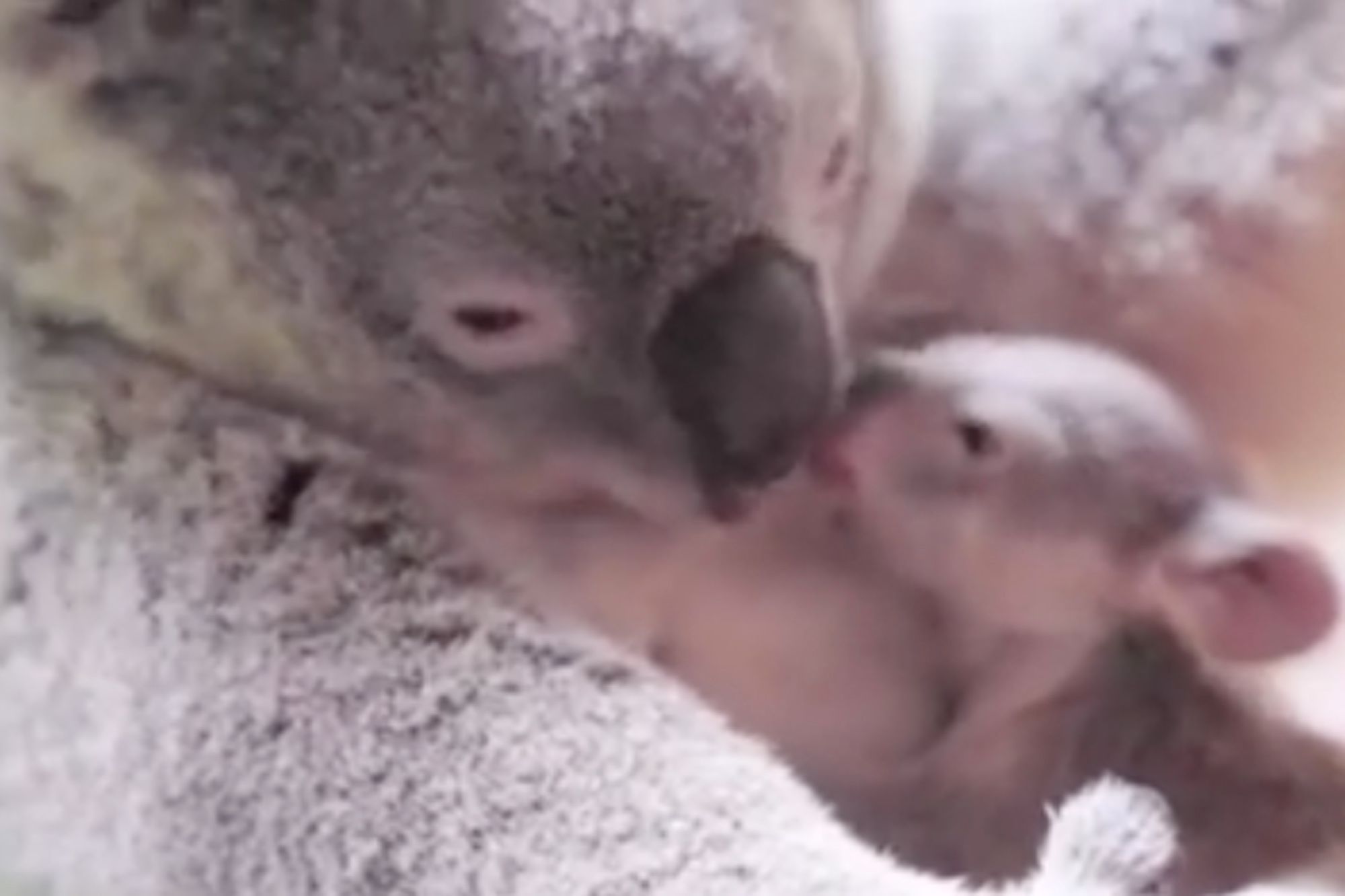 Le Bebe Koala Ne Quitte Pas Sa Mere