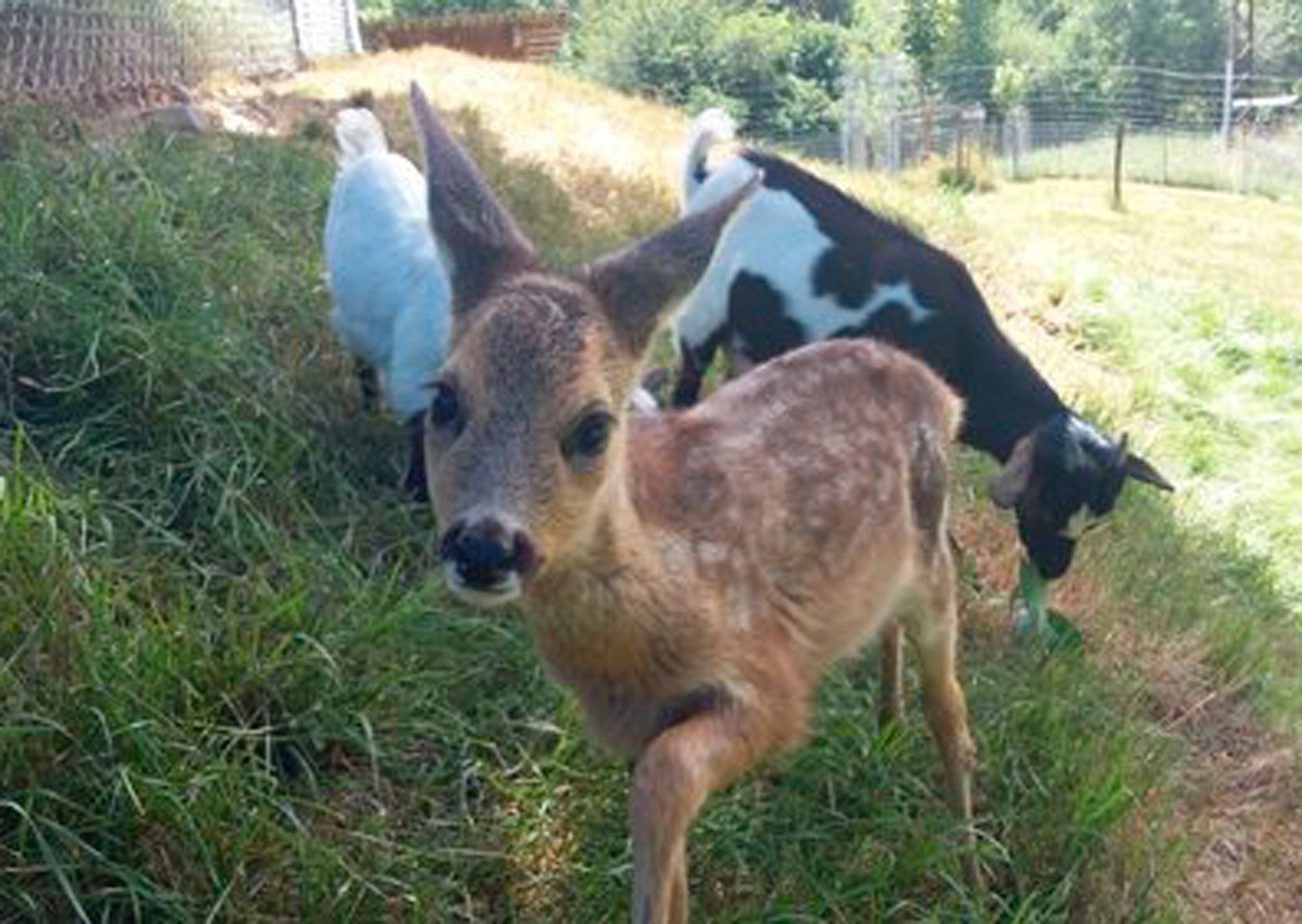 Bambi Le Petit Faon Sauve Par Une Ferme Dans Les Alpes