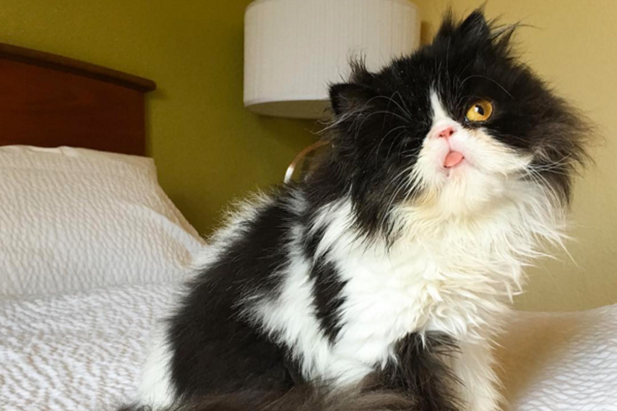 Spaghettio Le Chat Pirate Est Une Star Du Web