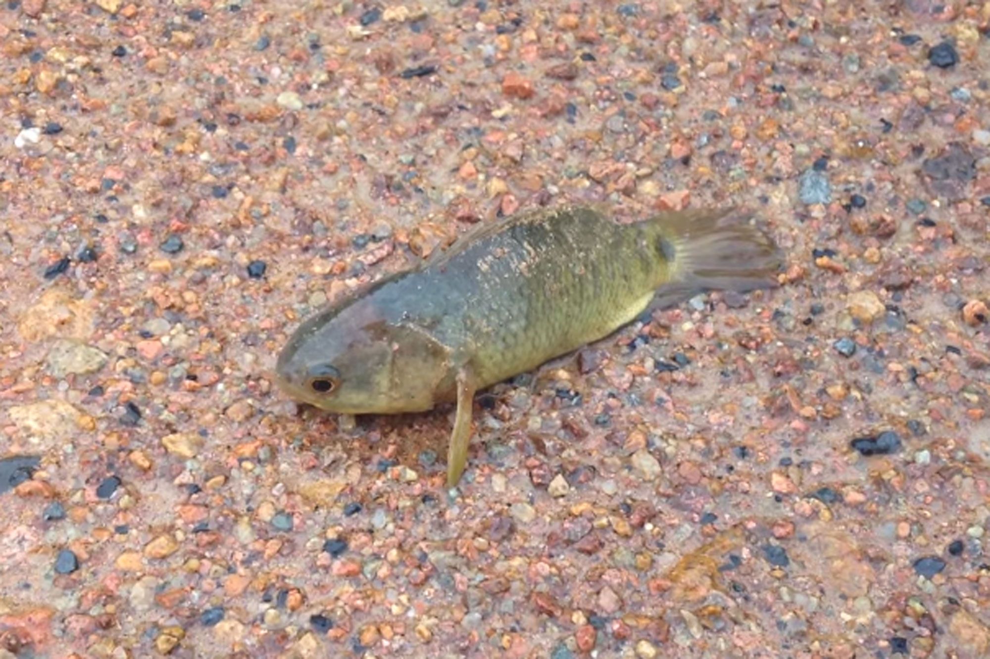 La Perche Grimpeuse Nbsp Un Poisson Hors Norme Menace L Australie La Perche Grimpeuse Nbsp Un Poisson Hors Norme Menace L Australie