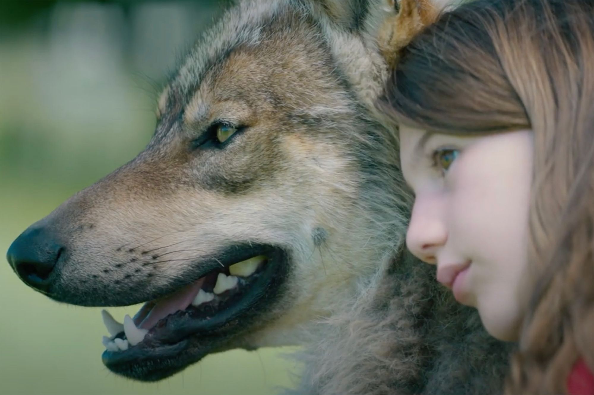 Bande Annonce Adoptez Un Loup Et Un Mystere Avec Vincent Elbaz Et Marie Gillain