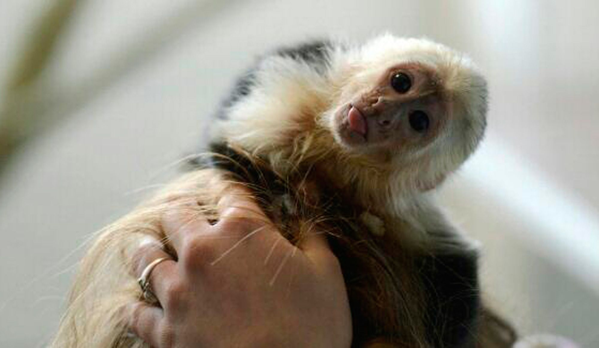 Diva Le Triste Sort Du Petit Singe De Justin Bieber