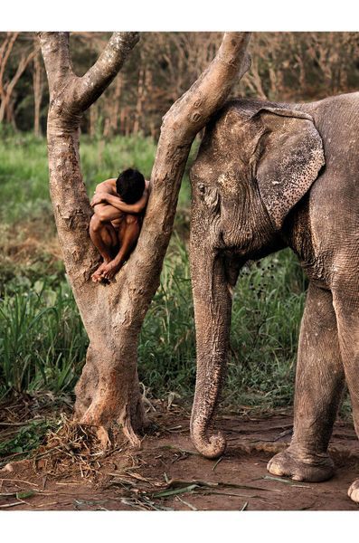 Les Animaux Fantastiques De Steve Mccurry