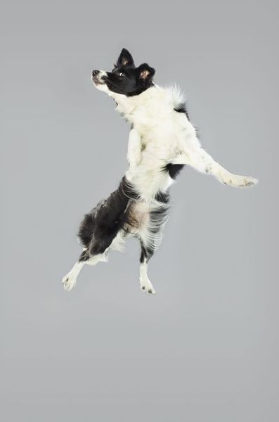 Air Dogs Les Chiens Volants