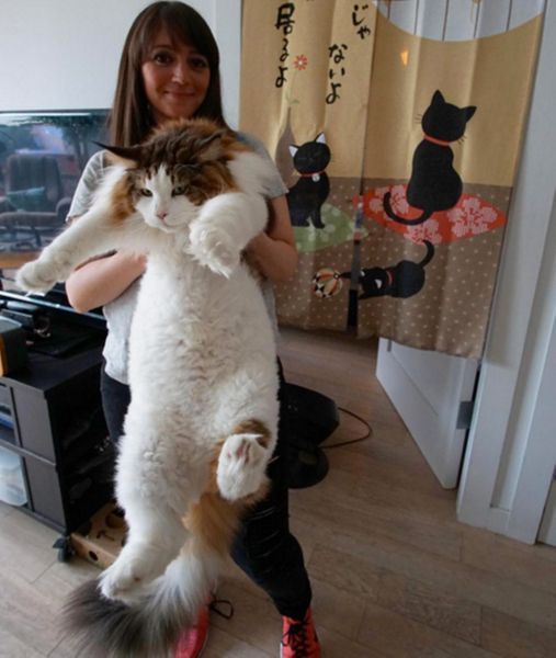 Grande taille de la chatte