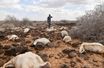 Au Kenya, des milliers de chèvres périssent dans des inondations rarissimes