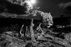 Un léopard fantomatique dans la nuit kényane