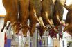 L&#039;agonie bovine dans un abattoir, quelque part en France