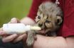 Première sortie officielle pour les bébés guépards