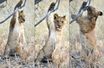 La petite lionne coincée dans une branche - Au Botswana