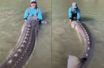 Yves Bisson et sa pêche miraculeuse : un esturgeon de 3,4 mètres