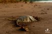 Une tortue marine retrouvée morte à Mayotte.
