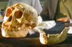 Le crâne est une mandibule de l'homme de Florès, découverts en 2003.