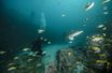 Chris Hemsworth, les images de sa plongée avec les requins