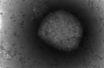 Virus de la variole du singe (image d'illustration).