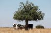Des vaches se protègent de la chaleur à Forest-en-Cambrésis, France, le 8 août 2022.
