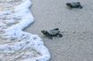 Ces tortues Lora s'apprêtent à nager pour la première fois dans le Pacifique. (Punta Chama, Panama)