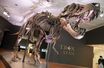 Un squelette de tyrannosaure, baptisé Stan, vendu aux enchères en 2020 à New York.