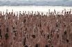 Environ 2.500 personnes se sont rassemblées nues samedi sur une célèbre plage de Sydney, en Australie, dans le cadre d'une installation artistique destinée à sensibiliser le public sur le cancer de la peau.