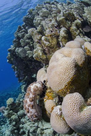 Les coraux blanchissent à cause des températures élevées de l'océan