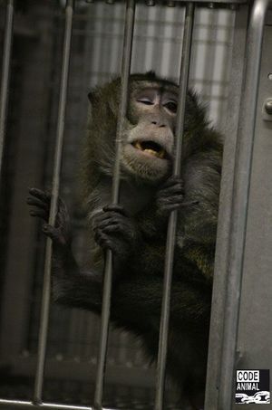 The Code Animal association publishes this morning photos taken at the Fort in 2011.