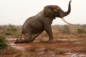 Visé par les braconniers, un éléphant sauvé in extremis