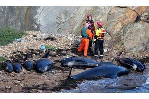  Dix-sept baleines échouées en Ecosse.