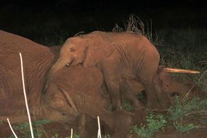 Sokotei, l'éléphanteau orphelin sauvé de la nuit