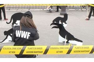 St Valentin: WWF dit "Non à l'or illégal !"