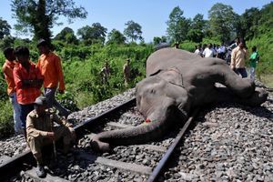 Un éléphant fauché par un train