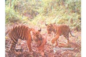 Tigre de Sumatra : une preuve de vie