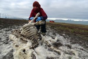 La biologiste Åshild Ønvik Pedersen examine un cadavre de renne sur l'archipel norvégien du Svalbard dans l'Arctique.