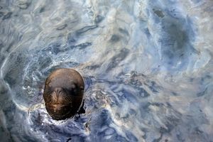 Un lion de mer pointe le bout de son nez à la surface de la mer chilienne polluée par des hydrocarbures. (photo d'illustration)