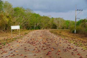 A Cuba, les crabes prennent le pouvoir