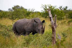 Un rhinocéros dans une réserve, non loin du parc Kruger, en Afrique du Sud. 