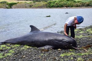 Après la marée noire, une dizaine de dauphins échoués sur l'île Maurice