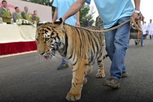 Un tigre en captivité, dans la province de Yunnan (Chine)