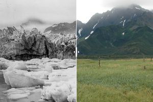 Le glacier Muir, en Alaska, en 1941 puis en 2004.