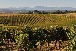Des vignes de Malepère, à Brézilhac, près de Carcassonne, dans l'Aude (Photo d'illustration).