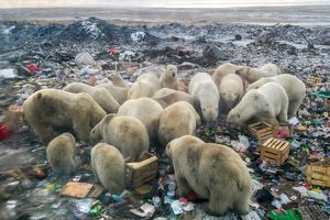 Des dizaines d'ours polaires à la recherche de nourriture ont approché en février Belouchia Gouba, ville principale de l'archipel arctique de la Nouvelle-Zemble, certains entrant dans les immeubles et se montrant agressifs.