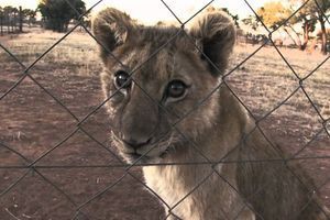 Sur les 8000 lions élevés en captivité, plus de 800 ont été abattus par des chasseurs en Afrique du Sud en 2014.