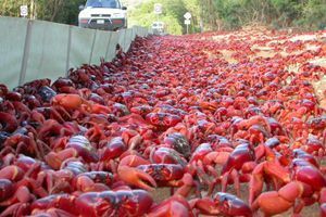 Des millions de crabes rouges défilent sur l'île Christmas