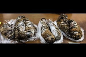 Les tigres congelés trouvés dans une voiture à Hanoï.