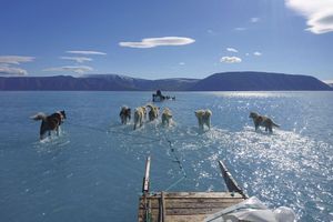 13 juin 2019. Les chiens de traîneau du climatologue danois Steffen Olsen pataugent dans l'eau du ford d'Inglefield qui devrait être gelé à cette période.