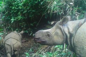 Le bébé rhinocéros mâle, Luther, à gauche, photographié le 22 mai dernier.